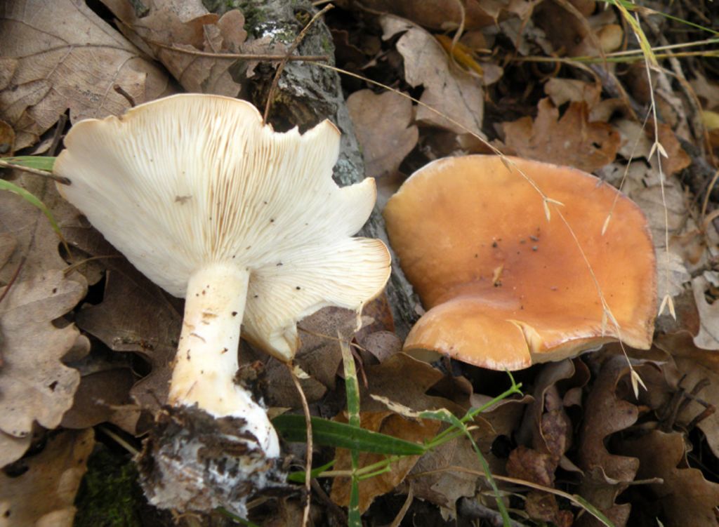 Lactarius ... senza lattice?